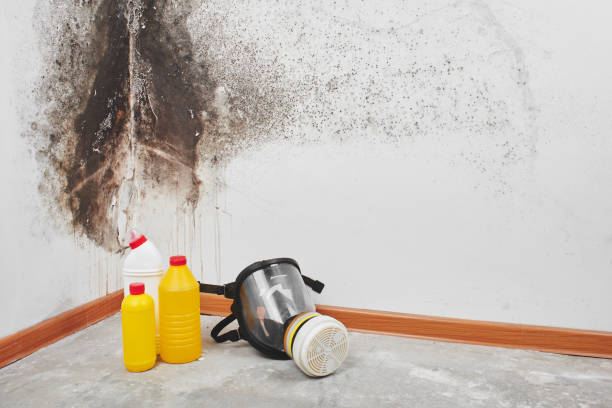 Best Certified Mold Removal  in Murphy, NC