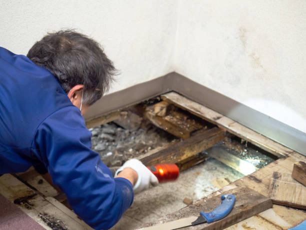 Best Mold Testing  in Murphy, NC