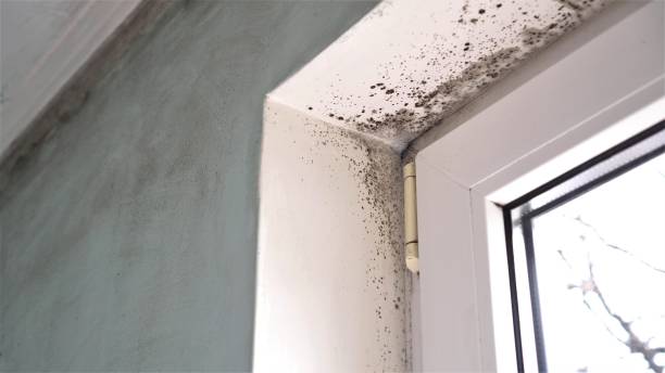 Best Residential Mold Removal  in Murphy, NC