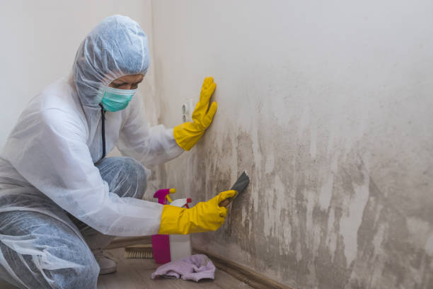 Best Certified Mold Removal  in Murphy, NC