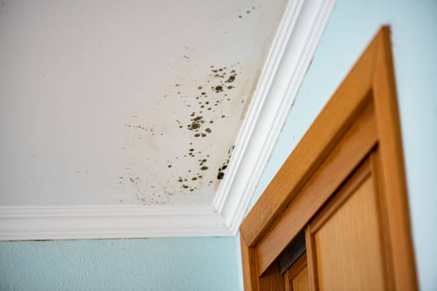 Trusted Murphy, NC Mold Removal Experts